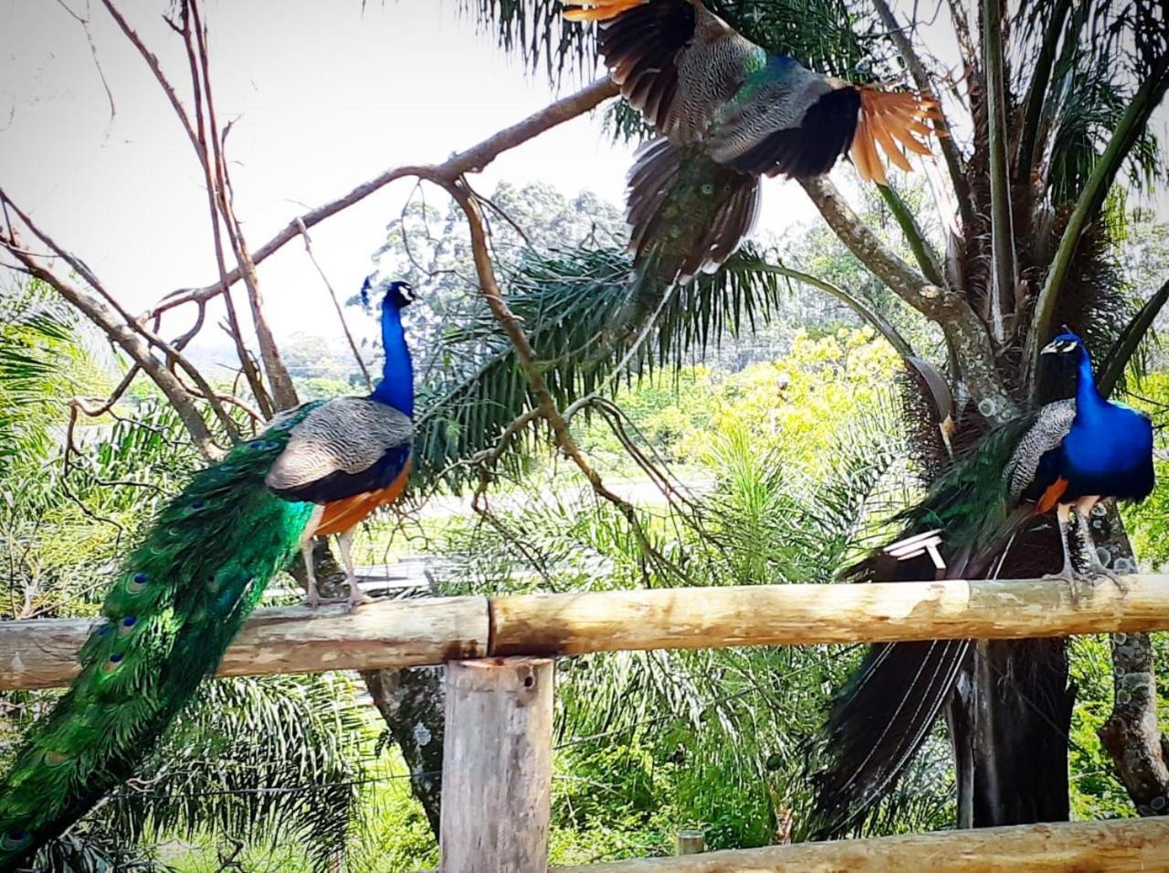 Pousada Familiar Casa Amarela Sao Gabriel  Bagian luar foto
